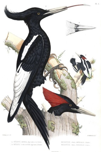 La extinción del Carpintero Imperial – Grupo Ecológico Sierra Gorda IAP