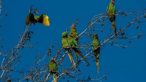 Mexico's military macaws are increasingly endangered due to human activity and the pet trade. Pedraza Ruiz says there were hundreds of macaw pairs in Sierra Gorda in the 1940s and 1950s, but now only 40 pairs remain. The macaws in this photograph live in Sierra Gorda year round. Pedraza Ruiz says he spots them mingling with visiting macaws that arrive from the north during the winter months. The military macaw is one of more than 300 bird species that live in the region.