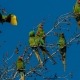 Mexico's military macaws are increasingly endangered due to human activity and the pet trade. Pedraza Ruiz says there were hundreds of macaw pairs in Sierra Gorda in the 1940s and 1950s, but now only 40 pairs remain. The macaws in this photograph live in Sierra Gorda year round. Pedraza Ruiz says he spots them mingling with visiting macaws that arrive from the north during the winter months. The military macaw is one of more than 300 bird species that live in the region.