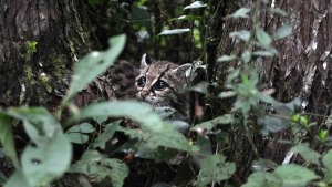When Pedraza Ruiz released this margay back into the forests around 10 years ago, he captured the moment on camera. He says the animal was around one year old and had been poached and taken away from its mother. The margay is one of Mexico's six wild cat species, which are all found in Sierra Gorda. It spends a lot of its time in trees and is threatened by habitat loss.