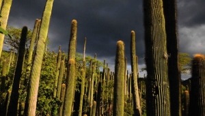 Found only in Mexico, this rare species of cactus grows in the dry tropical forests. Growing up to 10 meters (32 feet) tall, they are pollinated by bats. In the past, the removal of limestone rocks destroyed cactus habitat, but the plants are now protected in a reserve looked after by Pedraza Ruiz and his team.