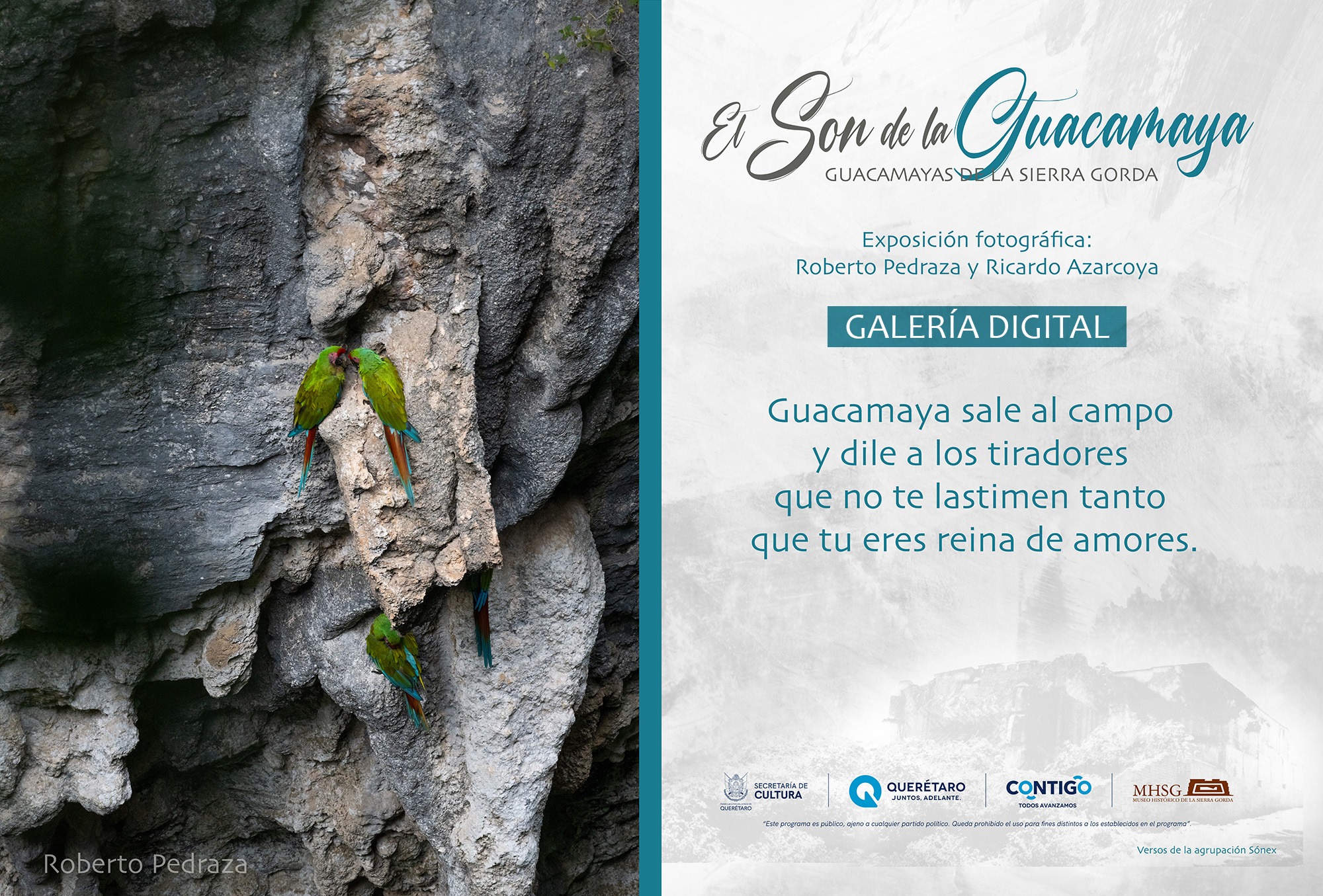 El Son de la Guacamaya Guacamayas de la Sierra Gorda